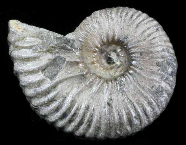 Acanthohoplites Ammonite Fossil - Caucasus, Russia #30086